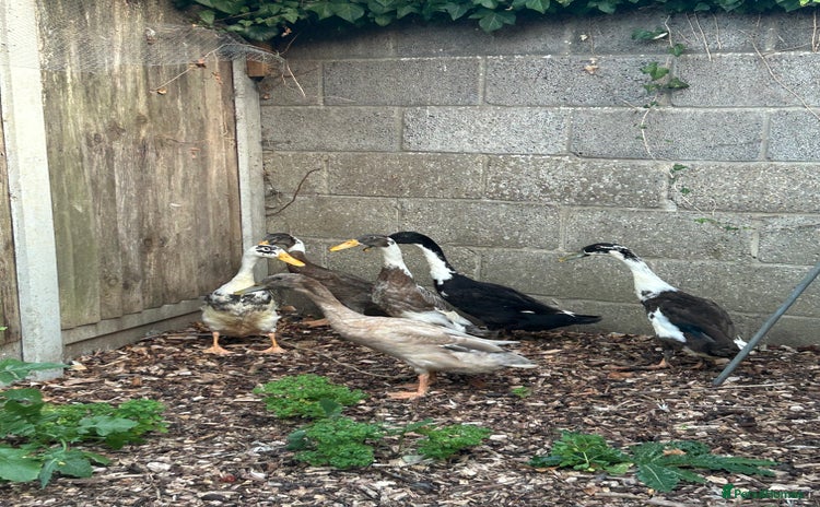 Ducks poultry in Attleborough - Advert 14