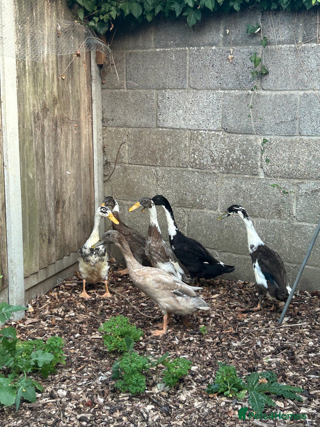 Ducks poultry for sale: FREE male Runner Ducks in Attleborough - Image 1