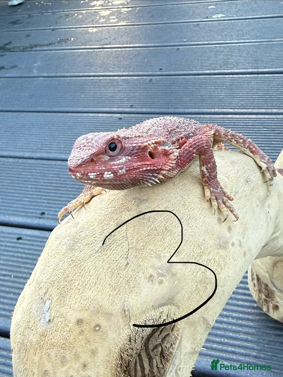 Bearded Dragon reptiles for sale: Bearded Dragons Red Monsters juvenile  - Advert 10