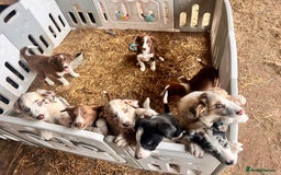 Border Collie dogs for sale: Border Collie pups looking for their forever home - Image 1