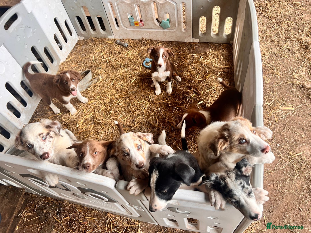 Border Collie dogs for sale: Border Collie pups looking for their forever home - Image 1