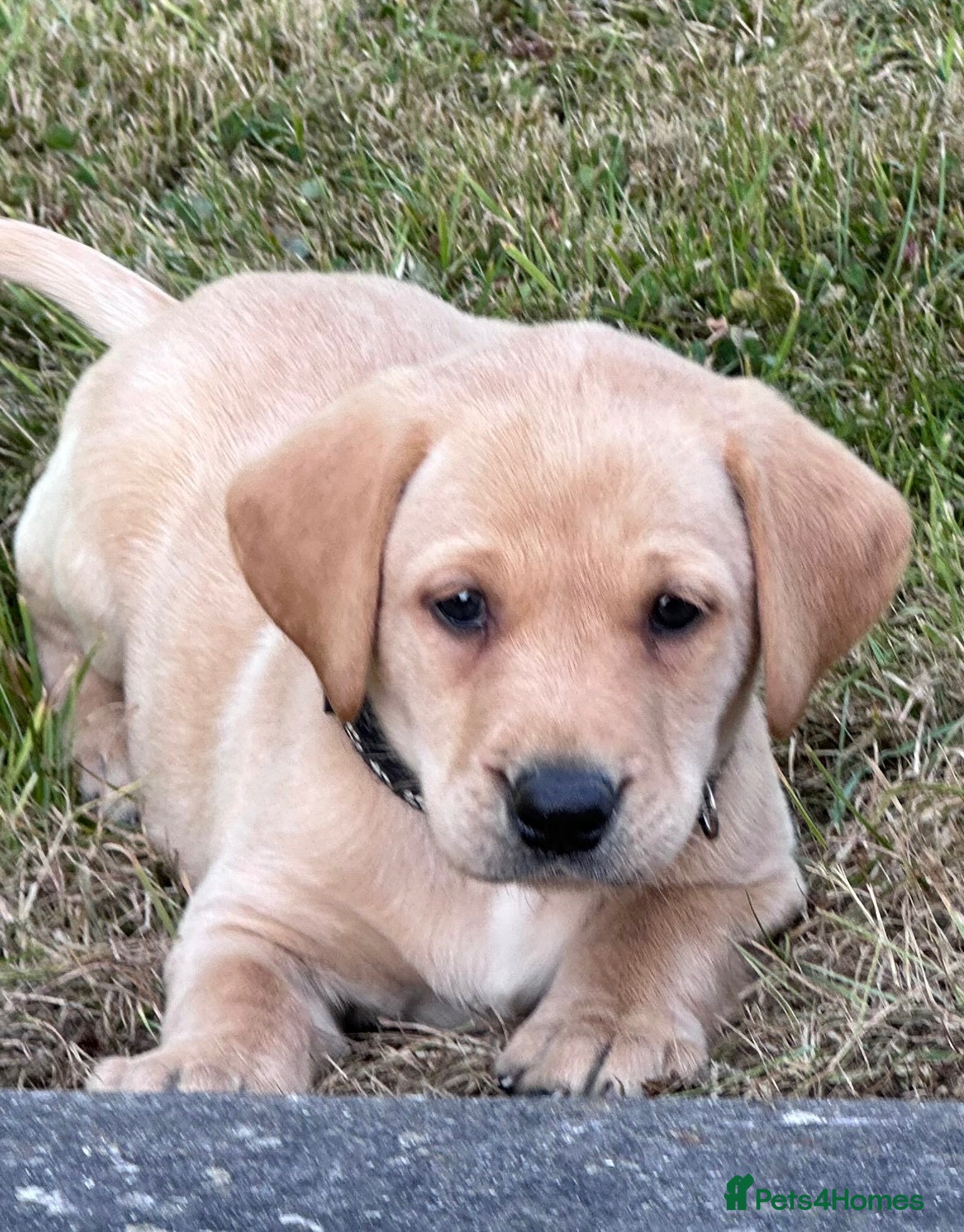 Labrador Retriever dogs Exceptional FTCH  Fully Health Tested Lab puppies  - Advert 1