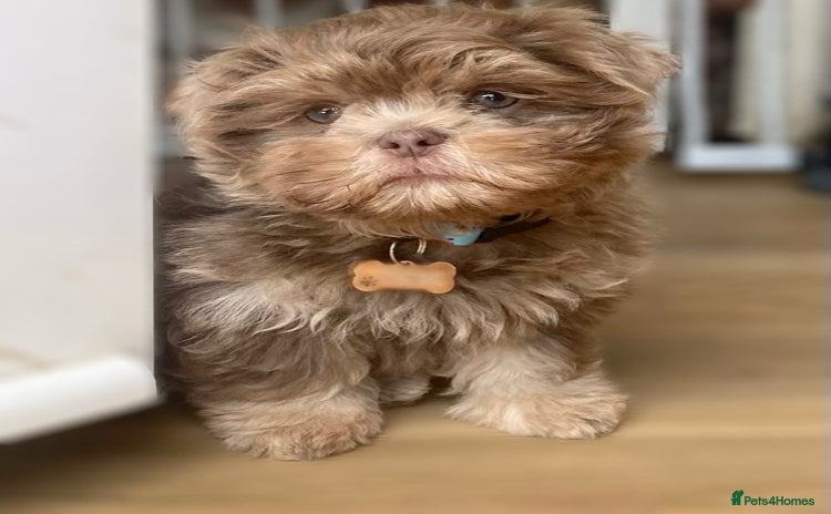 Shih Tzu dogs - Advert 2