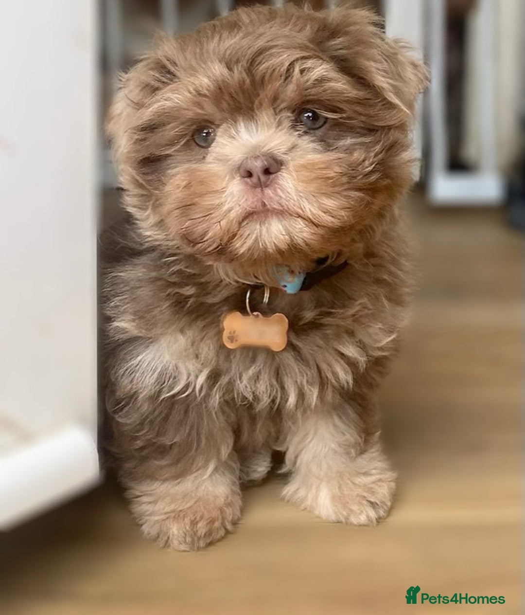 Shih Tzu dogs for sale: Stunning Lilac and Tan boy  - Image 1