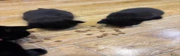 Mixed Breed cats for sale: 4 kittens ready for forever homes  - Advert 4