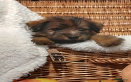 Mixed Breed dogs for sale: Stunning Norfolk terrier x jrt  - Image 1