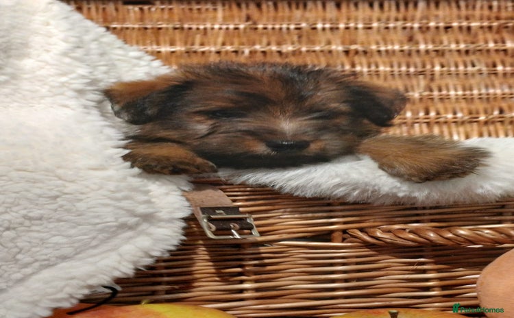 Mixed Breed dogs - Advert 1