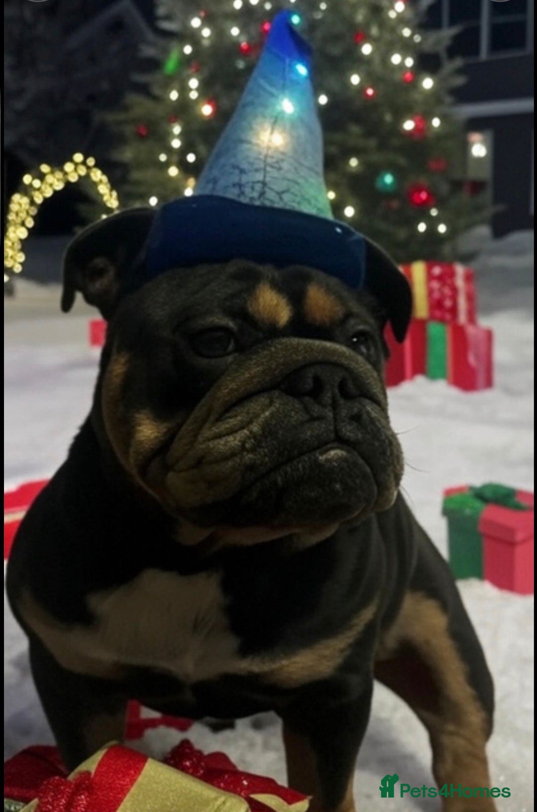 English Bulldog dogs for sale: Female English bulldog  - Image 2