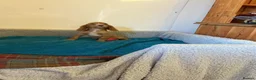 Cocker Spaniel dogs for sale: Cocker spaniel  in Doncaster - Advert 10