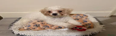 Mixed Breed 8