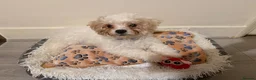 Mixed Breed dogs for sale: Bichon puppy - Advert 2
