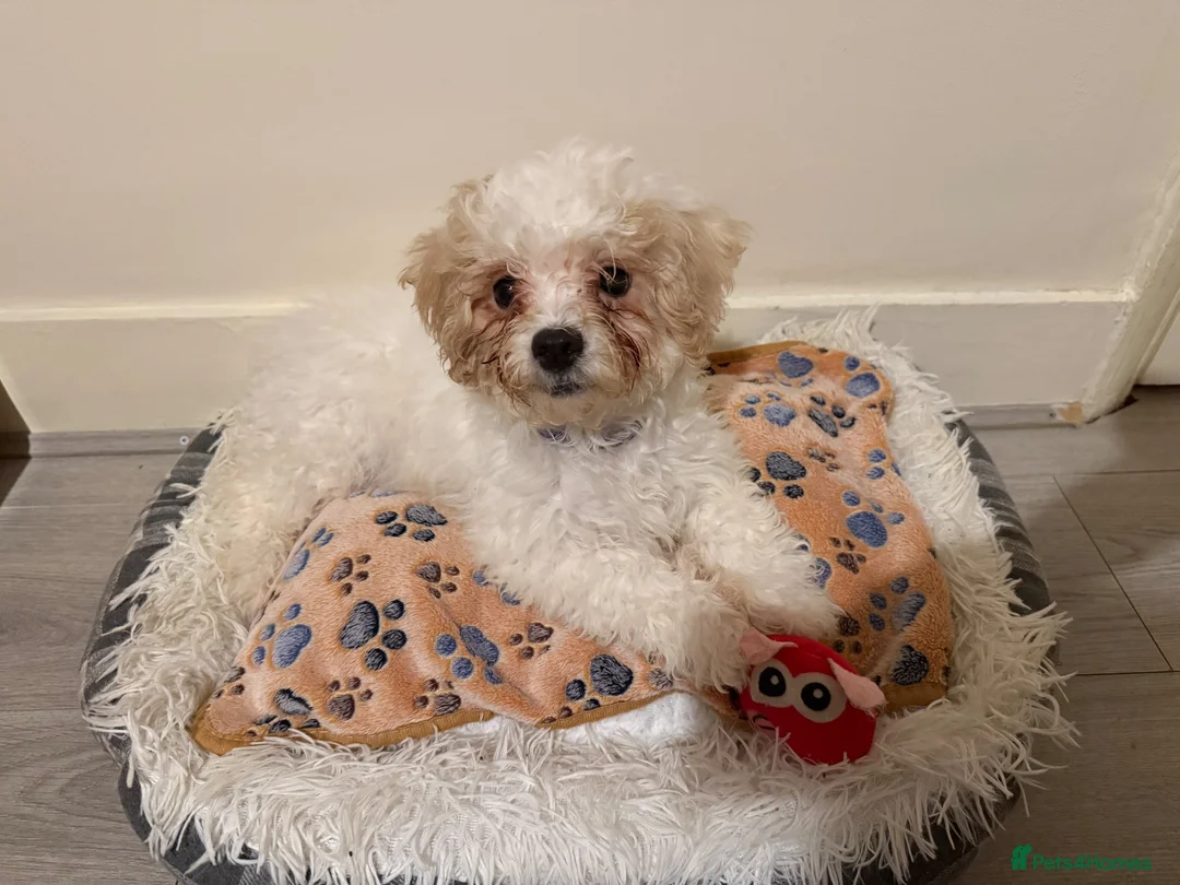 Mixed Breed dogs for sale: Bichon puppy - Advert 2