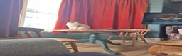 Ragdoll cats for sale: Male ragdoll  - Advert 7