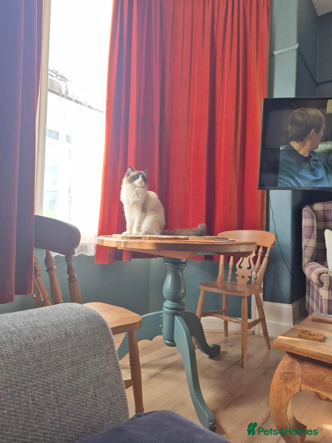 Ragdoll cats for sale: Male ragdoll  - Advert 7