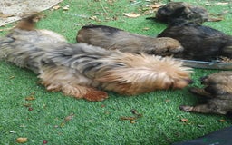 Yorkshire Terrier dogs for sale: Yorkshire Tarrie Puppies - Image 6