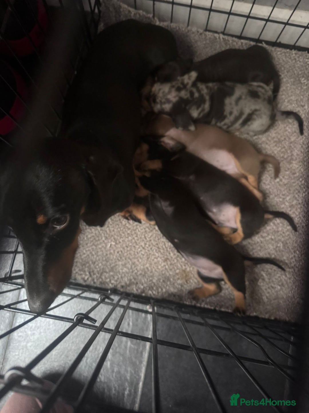 Dachshund dogs for sale: Ready to leave last 4 available  - Image 2
