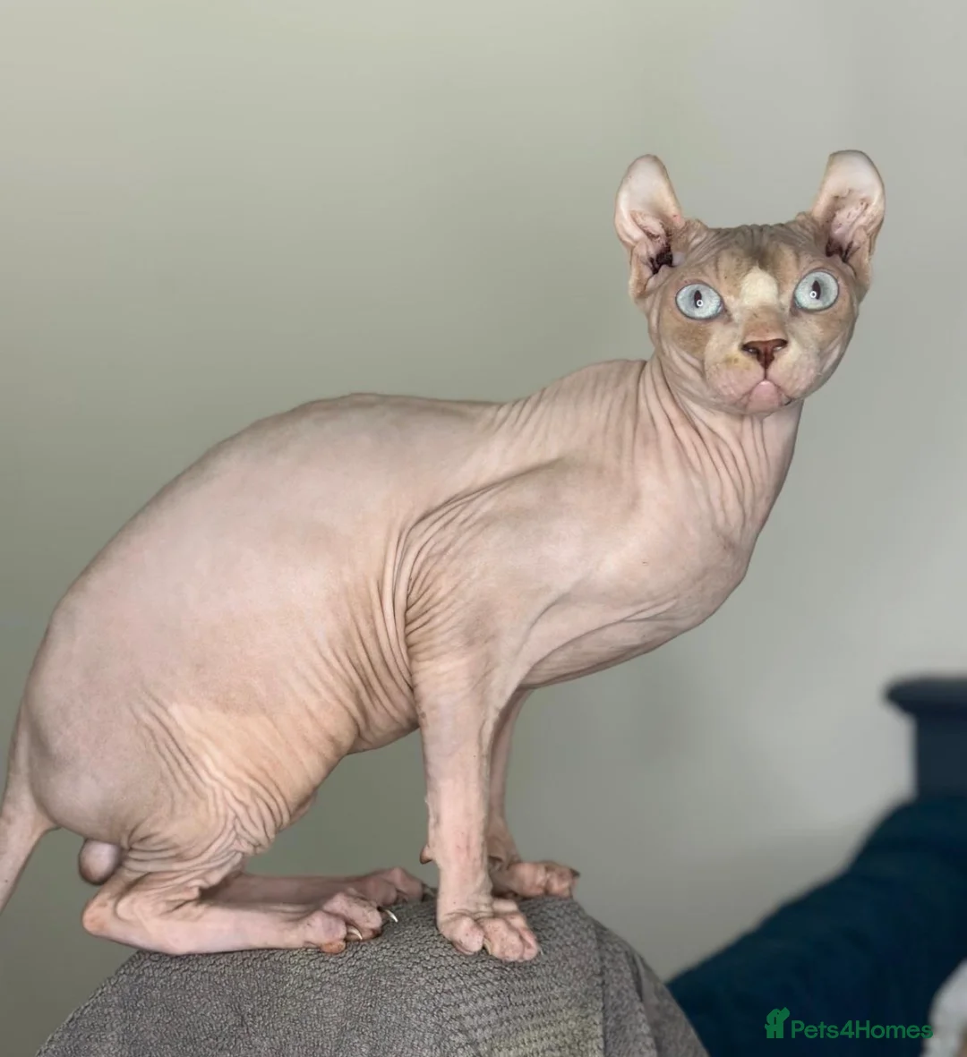 Sphynx cats for stud: Proven Red elf stud muffin sphynx  - Advert 1
