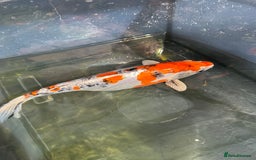 Koi Carp fish for sale: Stunning Koi  - Image 3