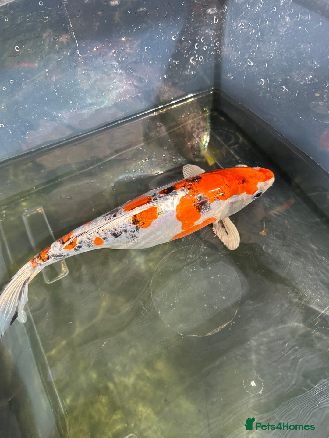 Koi Carp fish for sale: Stunning Koi  - Image 3
