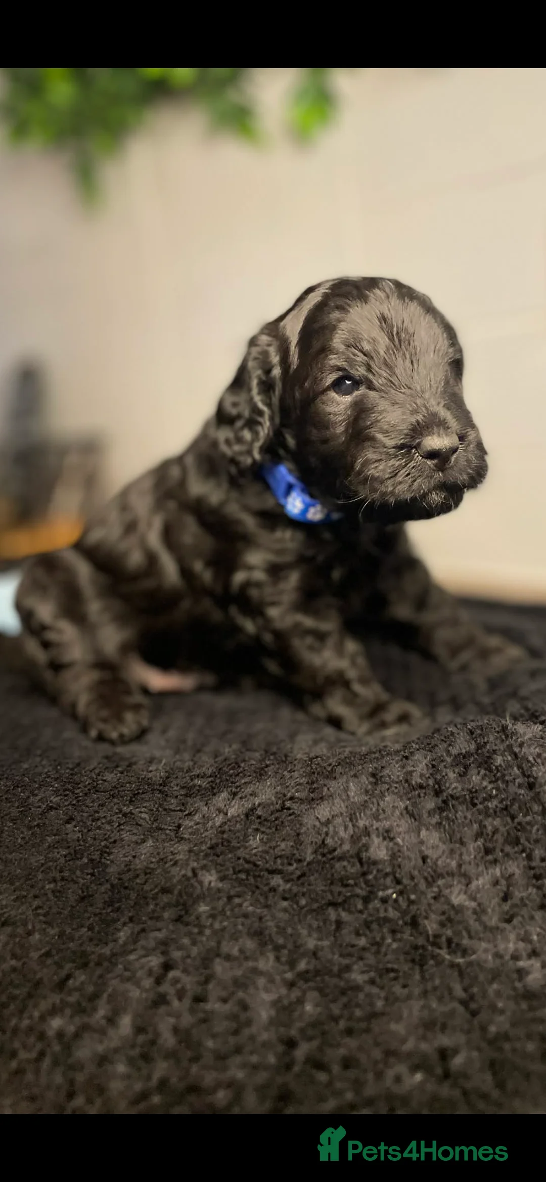 Cockapoo dogs for sale: 🐶Handsome Cockapoo pups🐶 - Advert 2