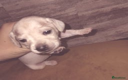 Miniature Dachshund dogs for sale: Exceptional minature cream dachshunds - Image 8