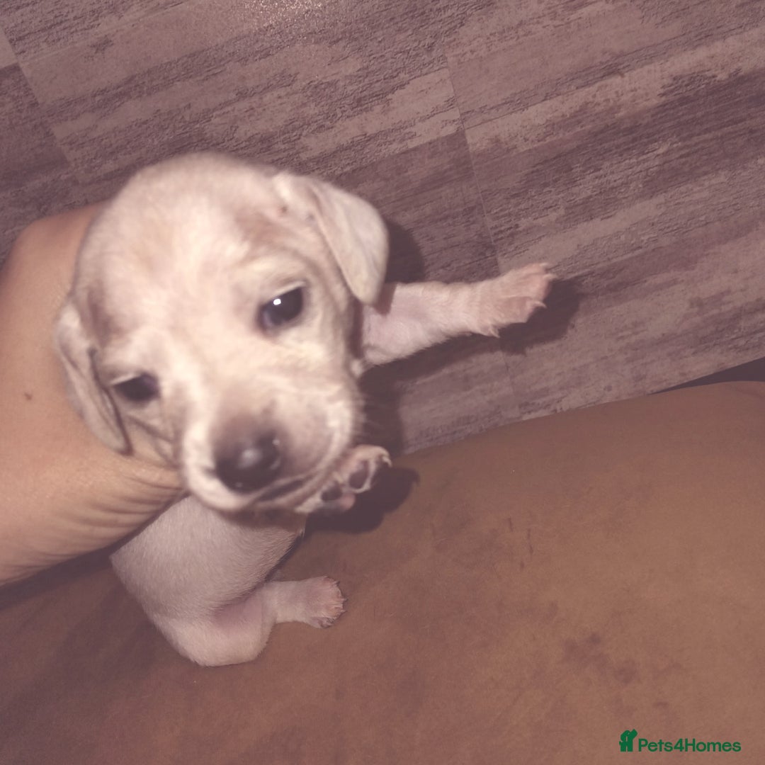 Miniature Dachshund dogs for sale: Exceptional minature cream dachshunds - Image 8
