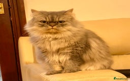 Persian cats for sale: Persian male  - Image 12