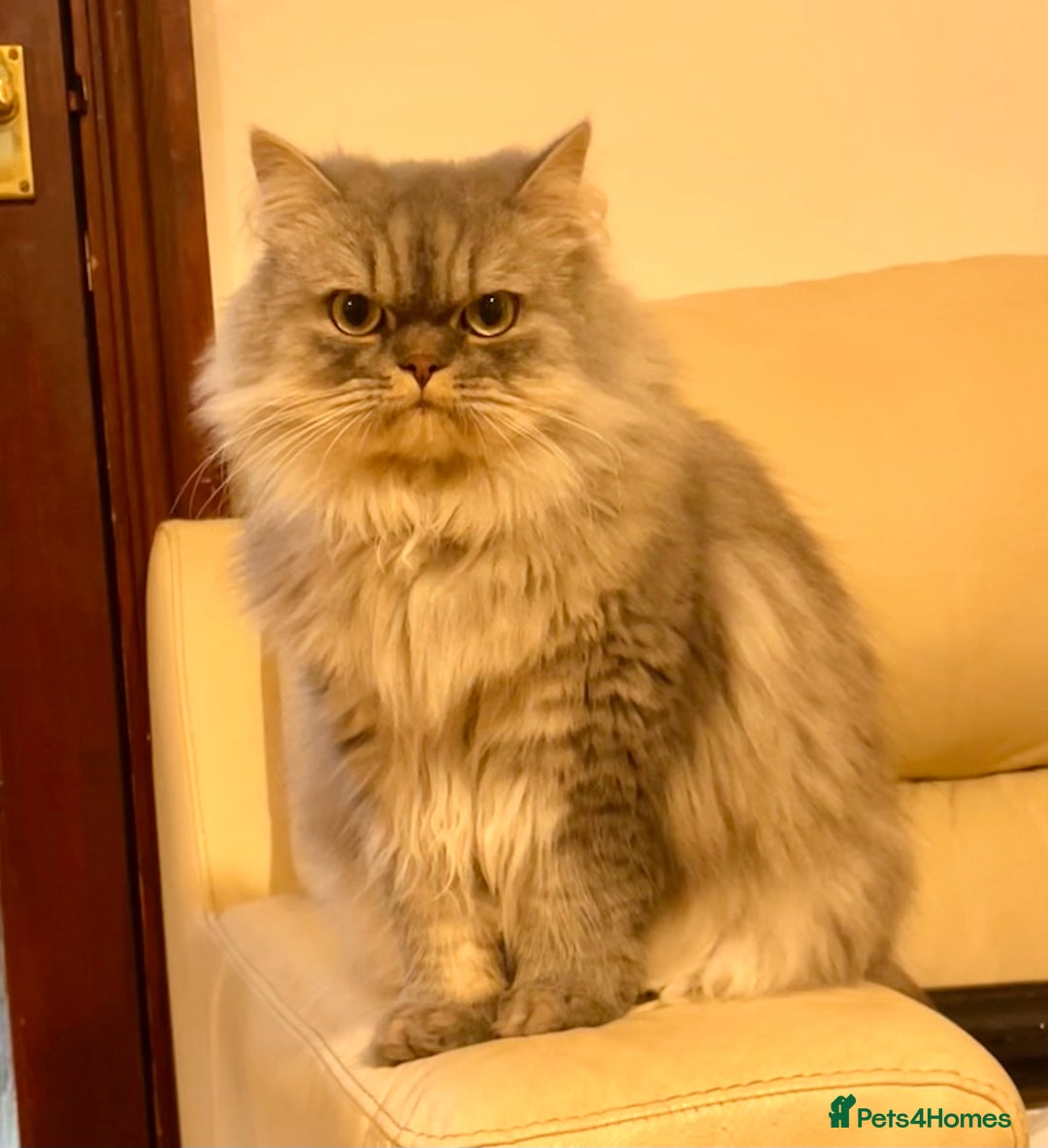 Persian cats for sale: Persian male  - Image 12