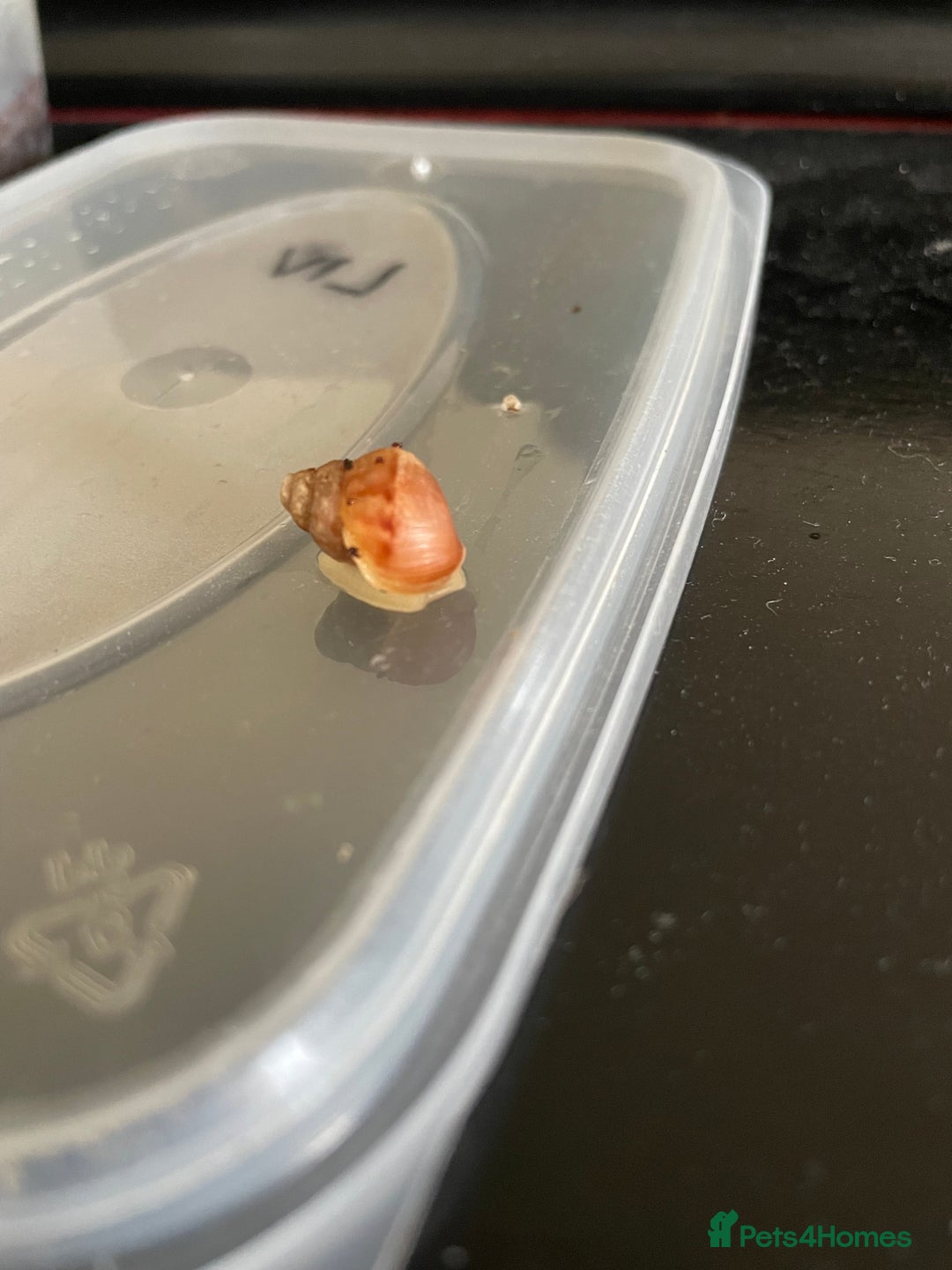 Snails invertebrates for sale: Giant African Land Snail Babies - Image 3