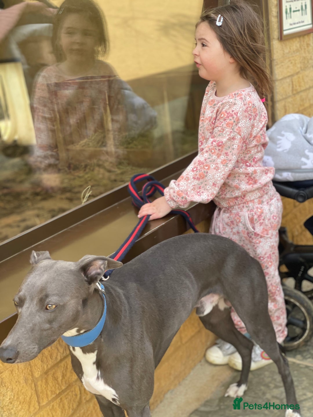 Whippet dogs for stud: Striking blue whippet stud in Banbury - Image 7