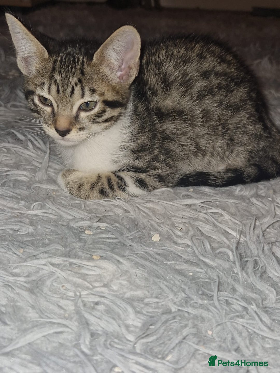 Savannah cats for sale: Savannah Cross Kittens - Advert 12