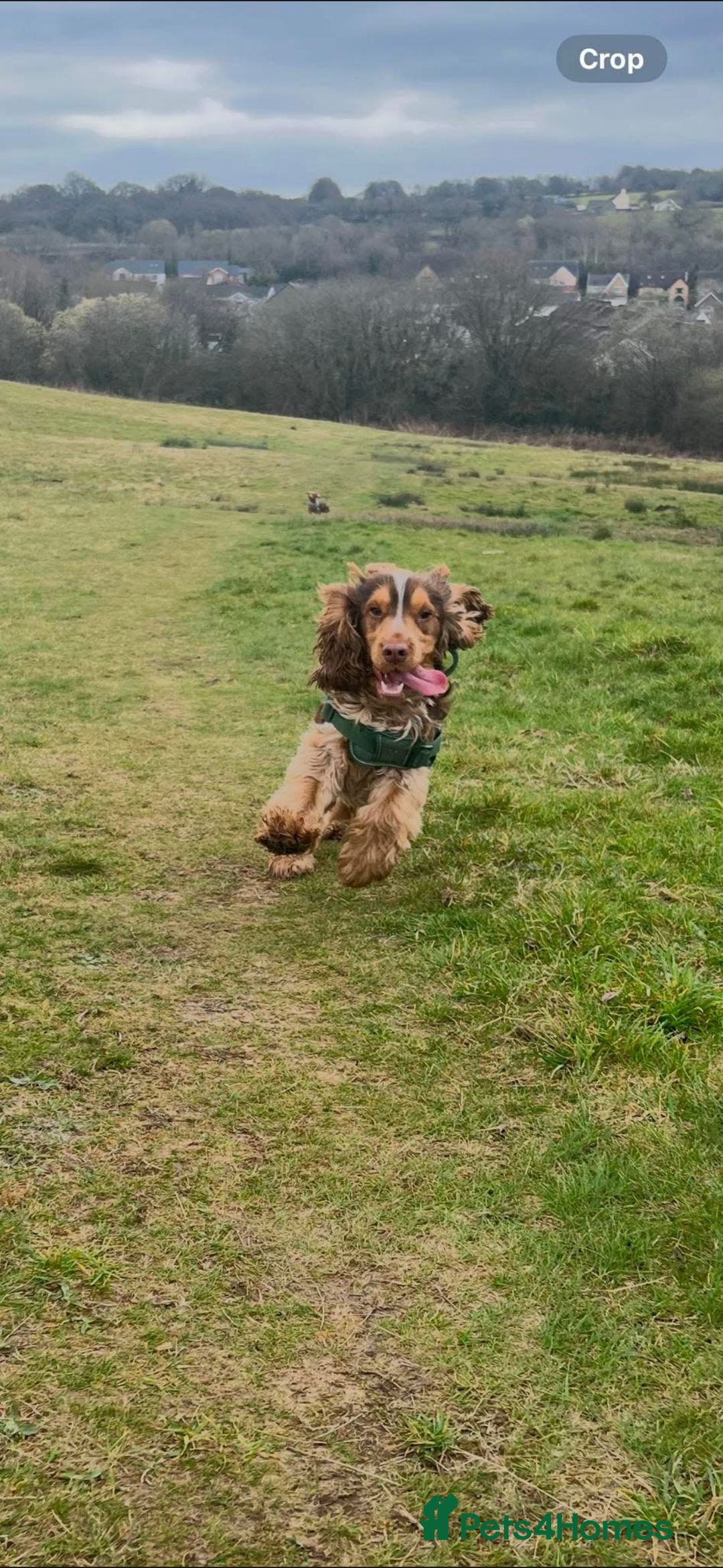 Cocker Spaniel dogs for stud: Cocker Spaniel for stud  - Advert 1