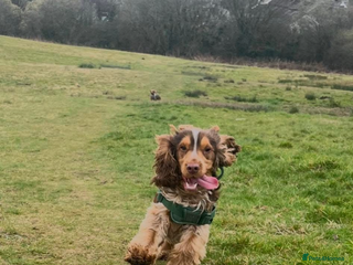 Cocker Spaniel dogs Cocker Spaniel for stud - Advert 1