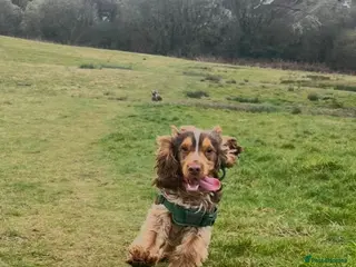 Cocker Spaniel dogs Cocker Spaniel for stud - Advert 18