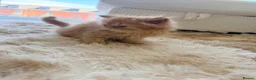 Persian cats for sale: Exotic long haired Persian kittens  in Bolton - Advert 9