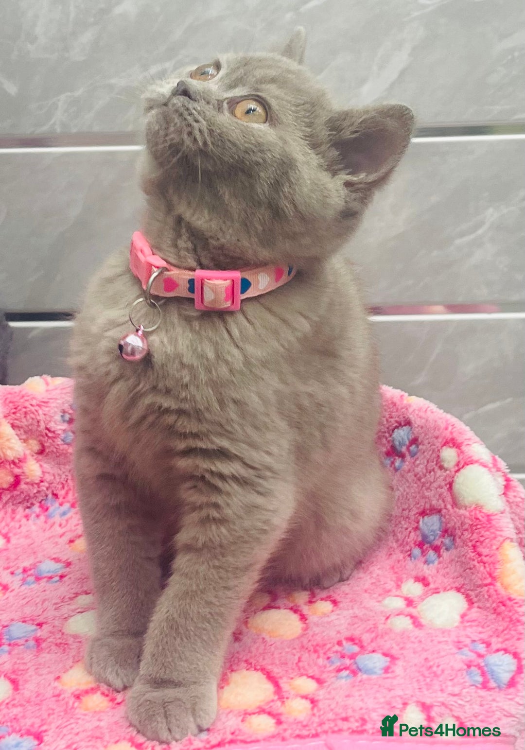 British Shorthair cats for sale: Stunning Lilac Female British Shorthair 10 Weeks - Advert 2