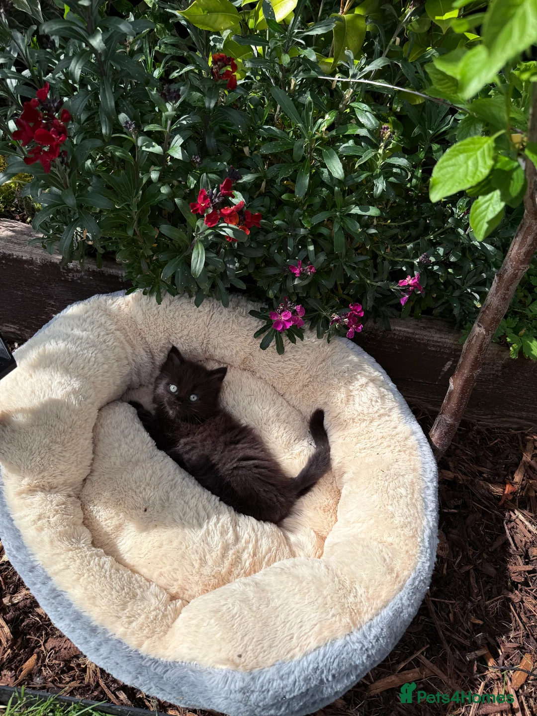 Mixed Breed cats for sale: Beautiful Maine Coon x Ragdoll Kittens for Sale - Advert 20