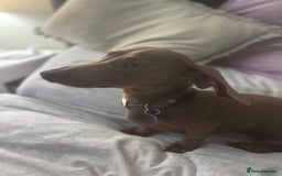 Miniature Dachshund dogs for sale: Loving 8 month boy Isabella KC Reg Mini Dachshund - Image 6