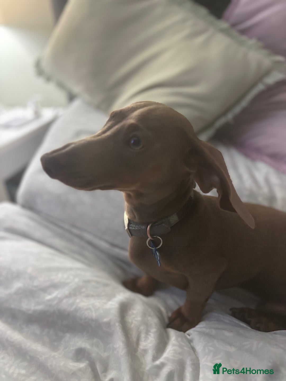 Miniature Dachshund dogs for sale: Loving 8 month boy Isabella KC Reg Mini Dachshund - Image 6