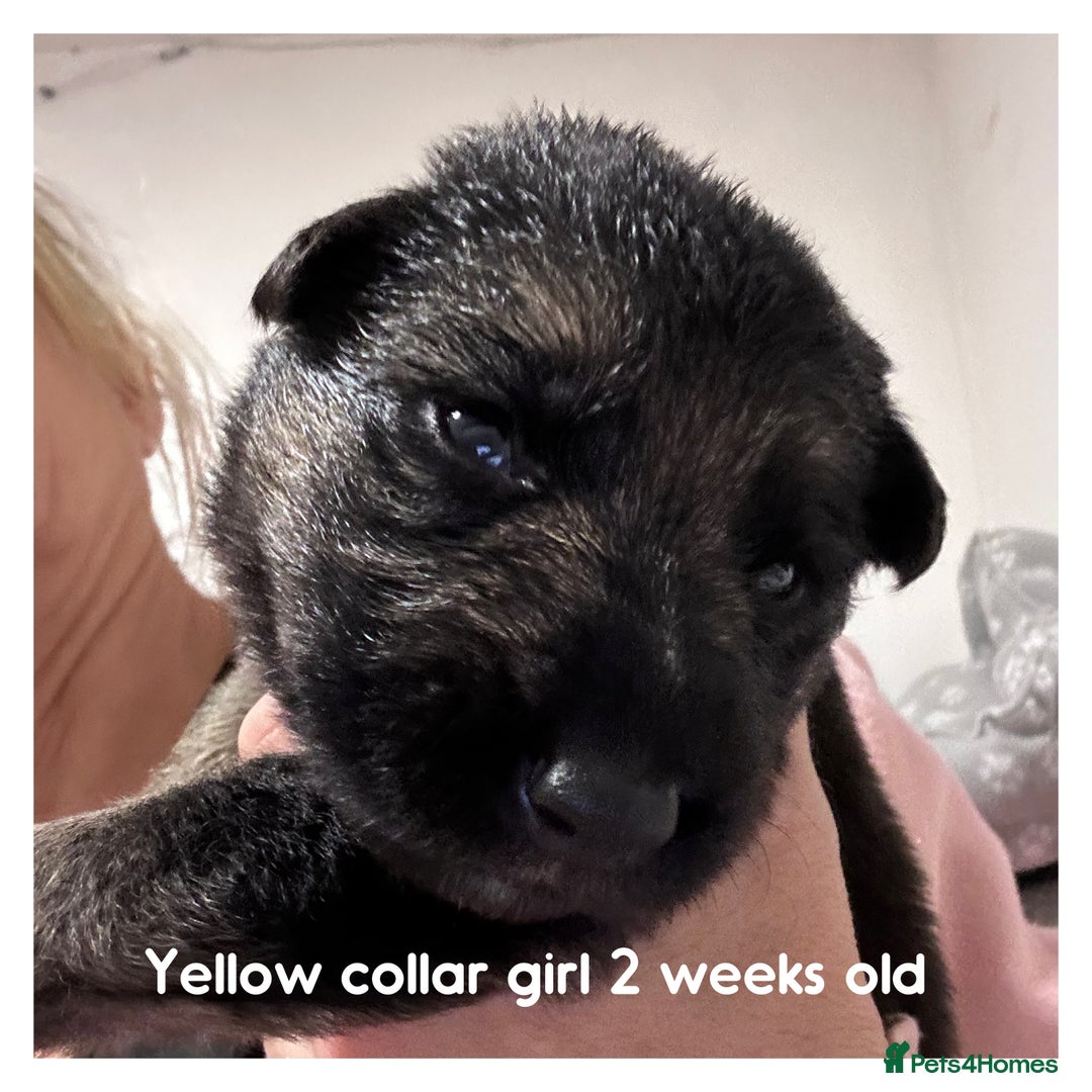 German Shepherd dogs for sale: German shepherd puppies  - Image 18