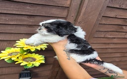 Shih Tzu dogs for sale: Beautiful shitzu puppies for sale - Image 10