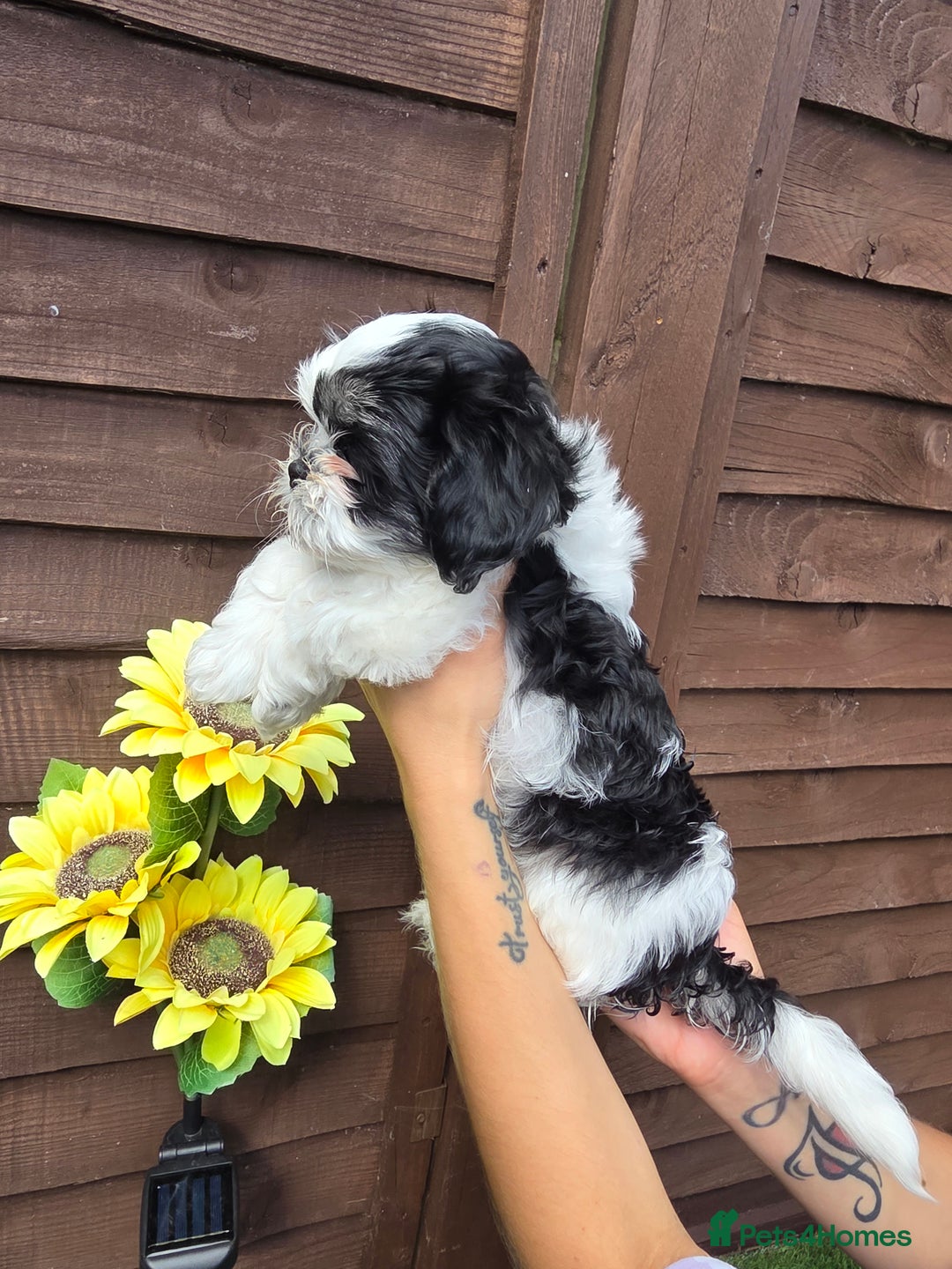 Shih Tzu dogs for sale: Beautiful shitzu puppies for sale - Image 10