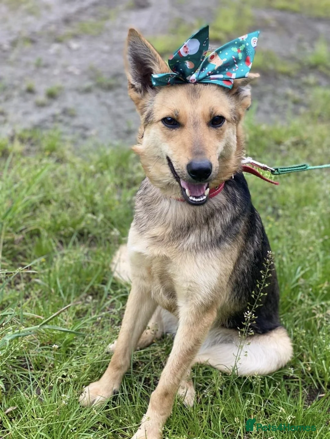 Mixed Breed dogs for adoption: ❤️🐶 DIXIE – Always Happy, Always Ready For Life  in Burton-on-Trent - Advert 8