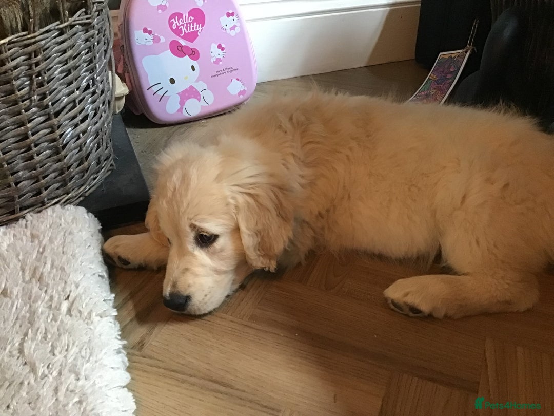 Golden Retriever dogs for sale: Penny - Golden Retriever puppy (15 weeks old) - Image 7