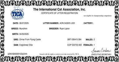 Munchkin cats Pedigree TICA Munchkin Kittens – Standard Legs 🐈 - Advert 4