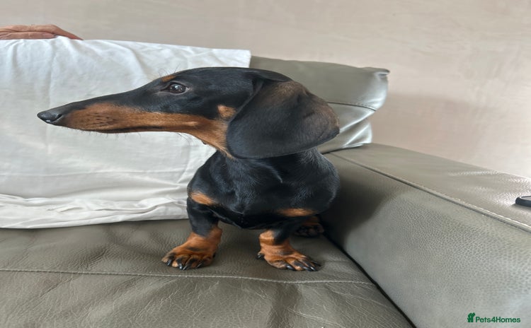 Miniature Dachshund dogs - Advert 1