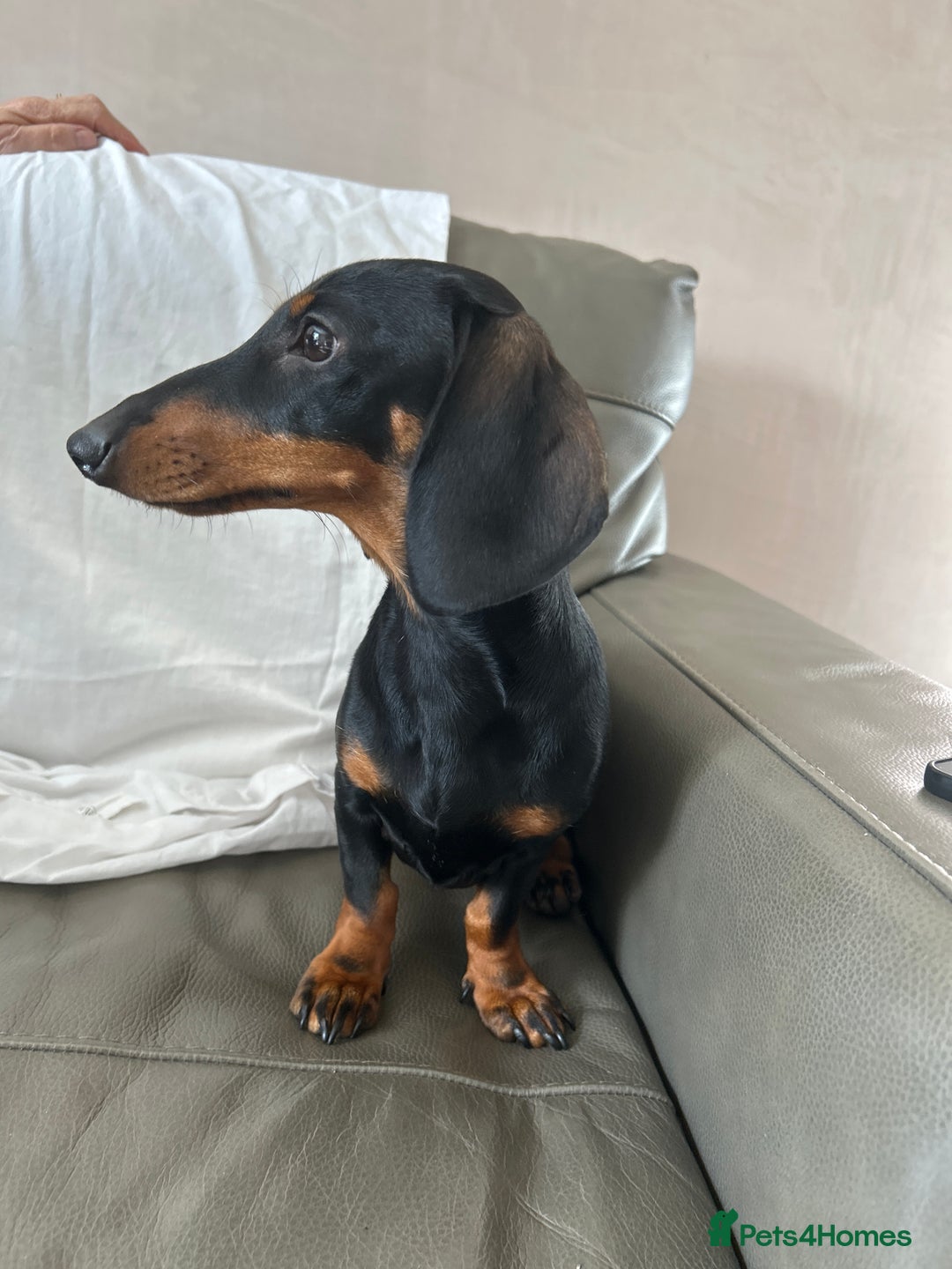 Miniature Dachshund dogs for sale: Black and Tan miniture dachshund (5 months old)  - Image 1