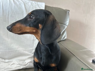 Miniature Dachshund dogs - Advert 15