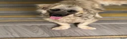 Mixed Breed dogs for adoption: Beautiful Josh looking for love! - Advert 5