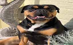 Olde English Bulldogge dogs for sale: Old English bulldogs “NEBBR “ regstd - Image 11